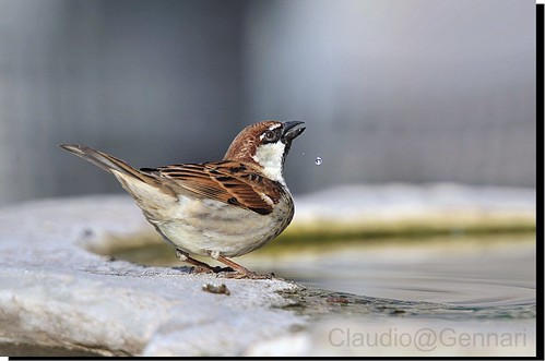 rome nature water colors birds animal drops nikon sparrow capture 70200 d3 thewonderfulworldofbirds claudiogennari