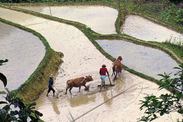 rice field, Pu Long National Reserve,  North Vietnam