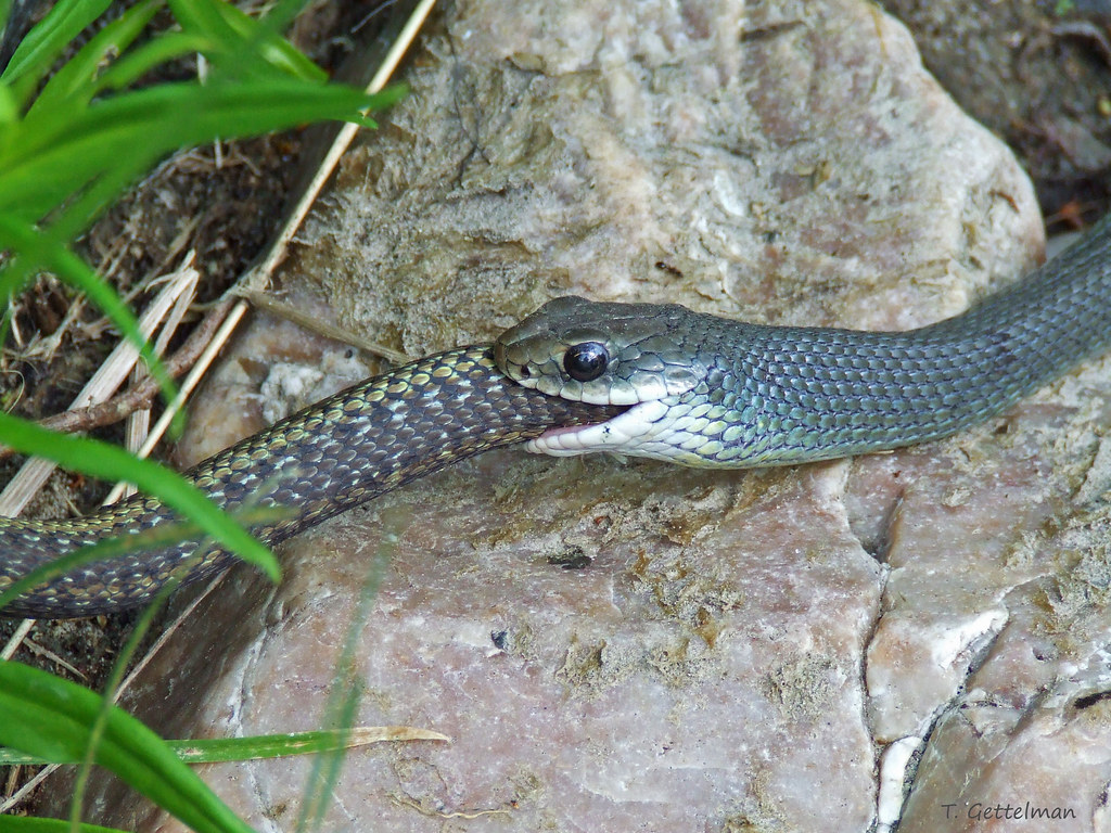 Blue racer eats a garter snake in the Frank Church Wilderness, ID ...