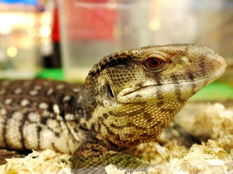 Sad Lizard Face
