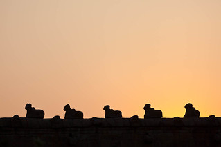 Nandi silhouettes on sunset. Brihadishwara Temple, Tanjore