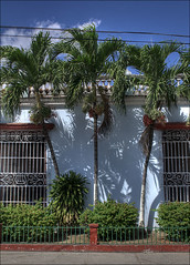 house with palms and window screens