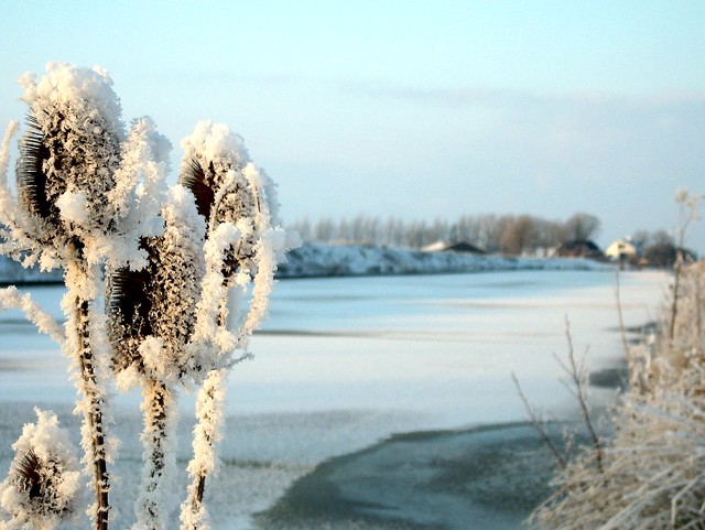 Snow covered Wild Teasels at a wintery Reitdiep.