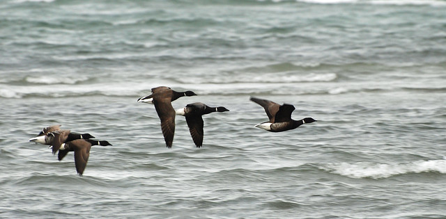 Brant Coming In Off The Open Water