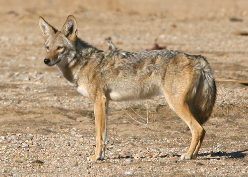 Coyote in the desert.