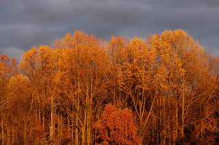 Trees in the Light of an Autumn Sunset