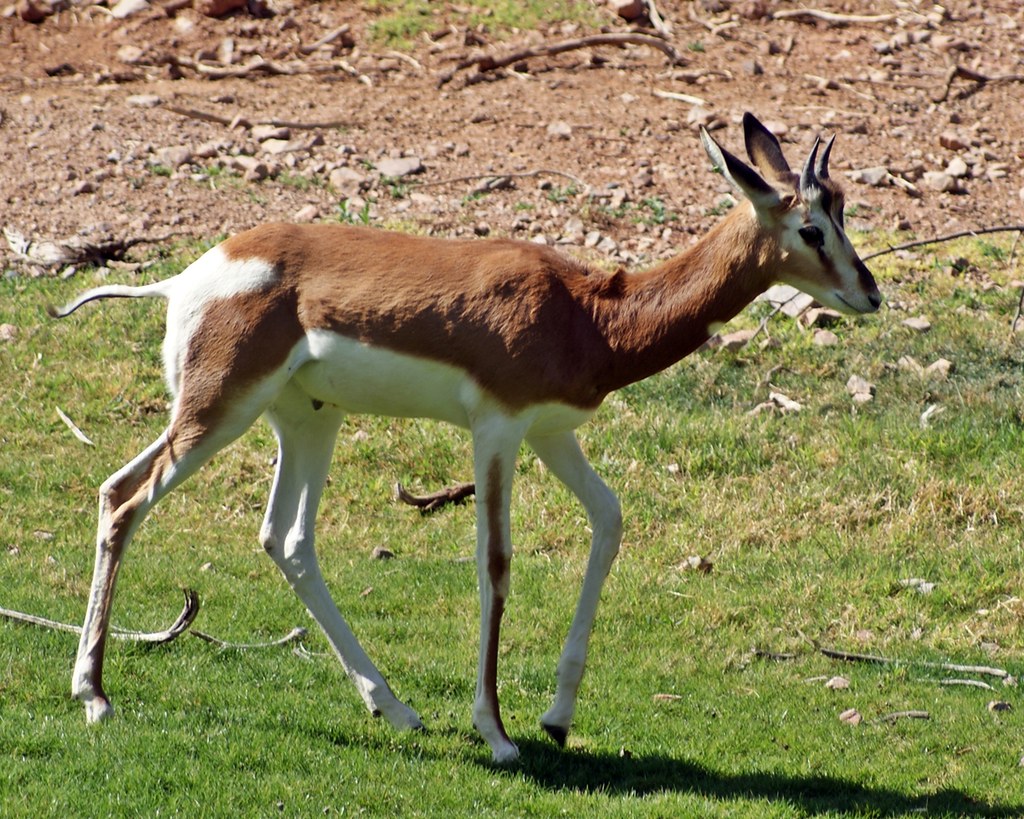 Mhorr Gazelle (Nanger dama mhorr) | The Mhorr Gazelle (Nange… | Flickr