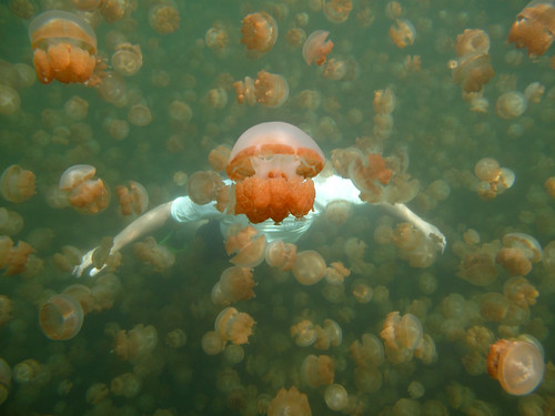me snorkeling @ Jellyfish Lake by DrTeNFeet