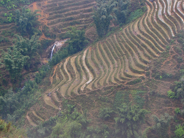 Rice Fields-SaPa-Vietnam
