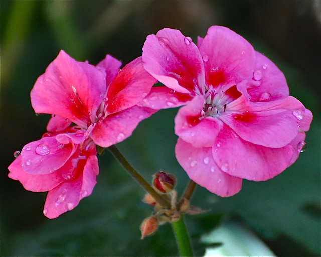 Just Two Simple Geraniums