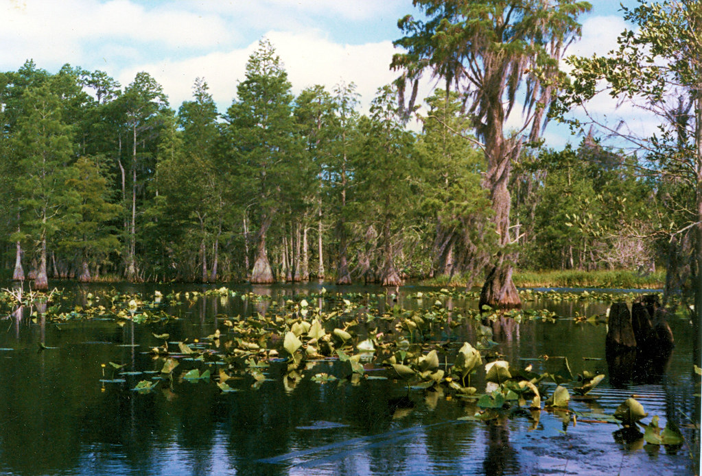 Billy's Lake, Okefenokee Swamp, 2003 or 4.