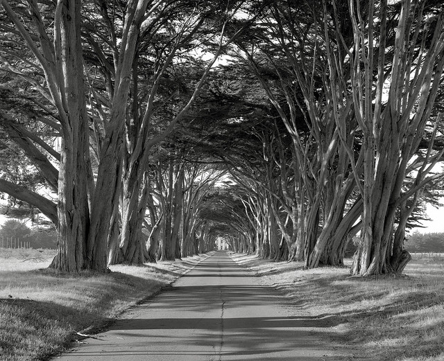 The Road to the RCA Building, Point Reyes