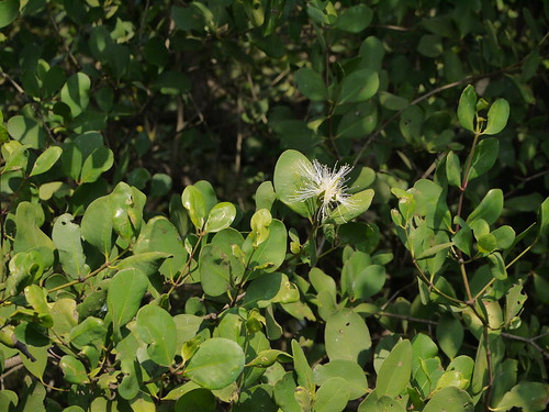 lythraceae sonneratiaceae loosestrifefamily lythrumfamily orua sonneratiaalba mangroveapplefamily chakkarakantal karpu sweetscentedmangroveapple