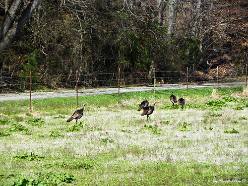 animals georgia wildlife turkeys bartowcounty wildturkeys march122011