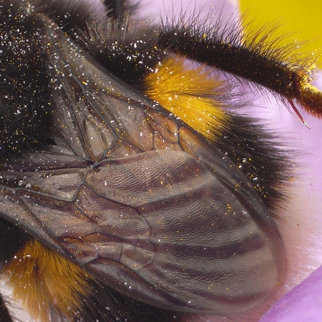 bumble bee on freesias detail
