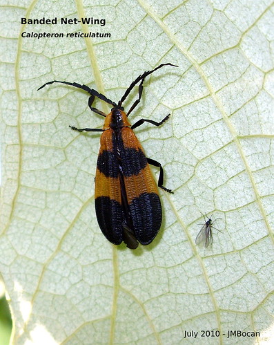 insects bugs beetles coleoptera calopteronreticulatum bandednetwingedbeetle softwingedbeetles