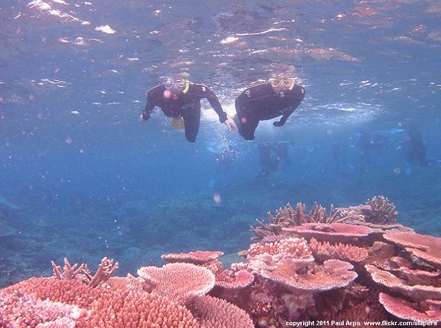 Snorkling in the Great Barrier Reef (Australia 2011)