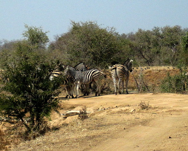 South Africa. Safari. Zebra