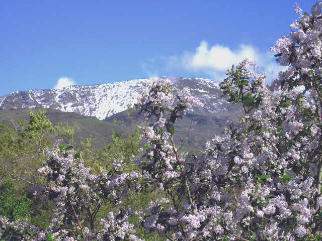 Lilacs, Blue Sky, Green Trees, & Snow = CALIFORNIA Spring!
