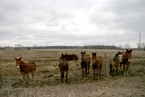 winter horses field rural landscape michigan hillsdale