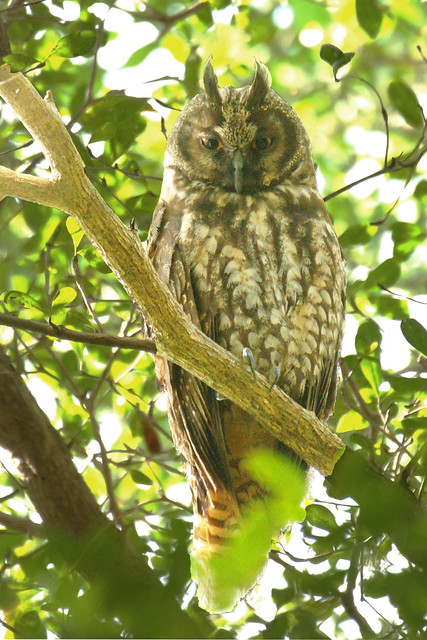 Stygian Owl (Asio stygius)