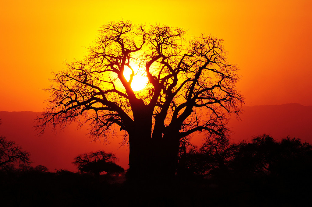 free-wallpaper-desktop-wallpaper-Africa-Tanzania-baobab-tr… | Flickr