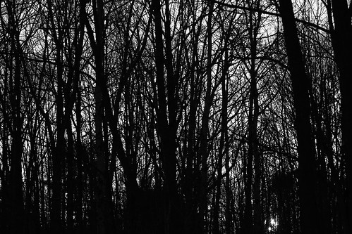 trees bw ny silhouette forest endwell ibmglen
