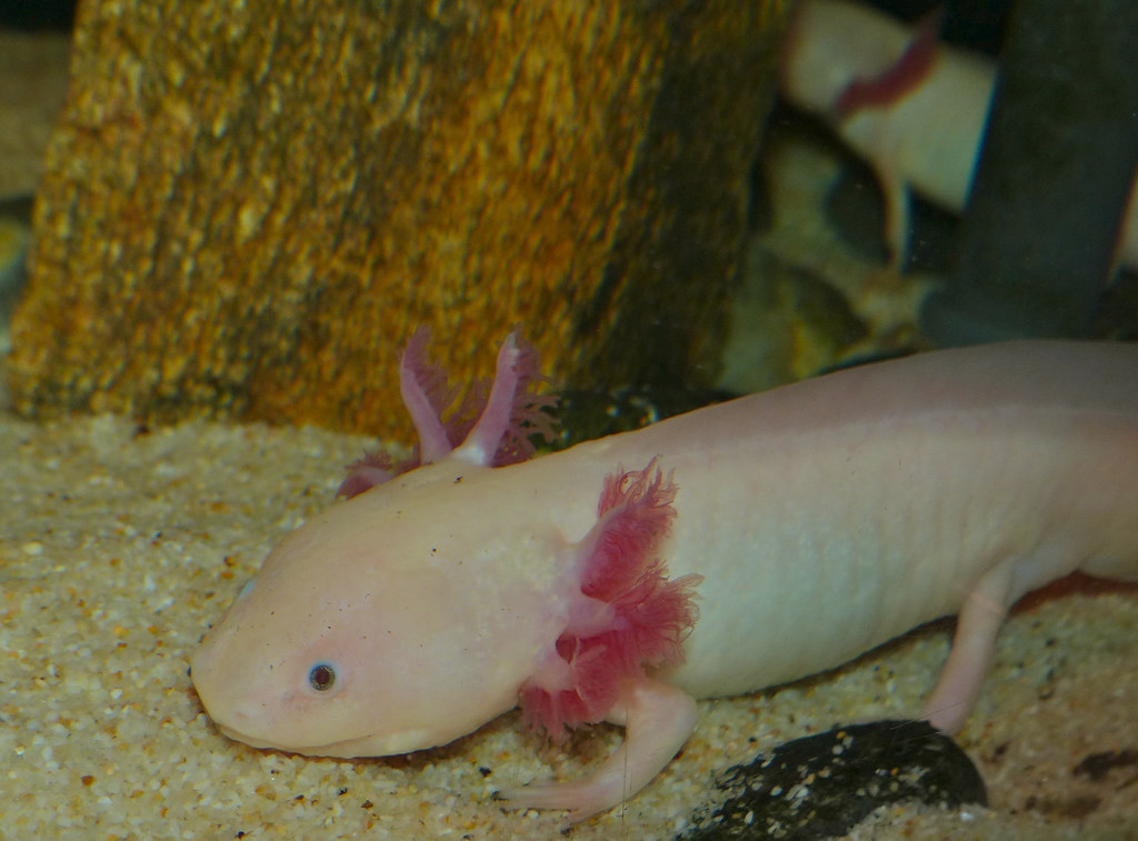 Stunningly Rare Albino Animals - Albino axolotl