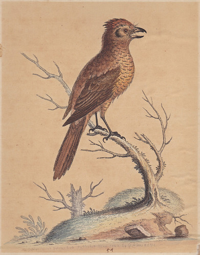 Indian Crested Butcher Bird 1742 by George Edwards by In Memoriam: fazer53