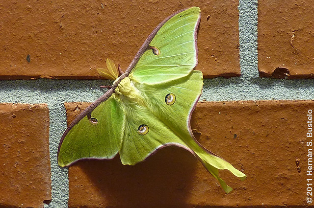 Luna Moth (Actias luna) at Richmond Hill, Georgia.