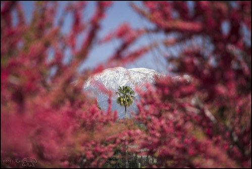 california flowers trees usa canon outdoors spring bokeh blossoms canon5d pomona canondslr fruittree calpolypomona kenszok