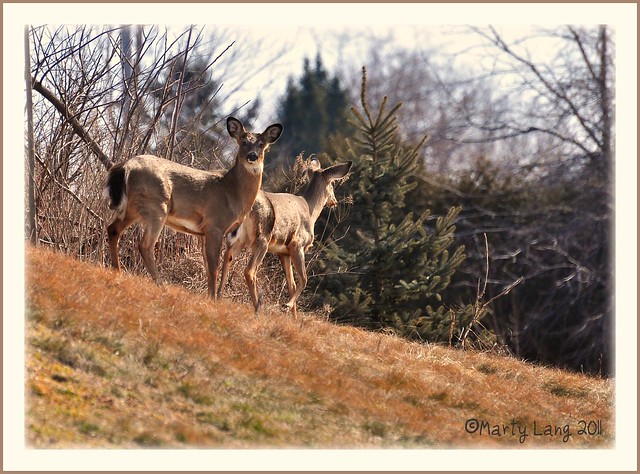 Deer At Riverwood