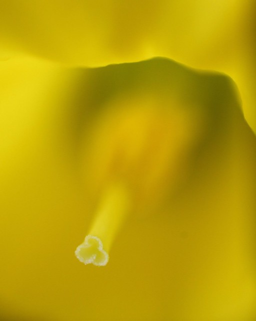 Enveloped In Yellow