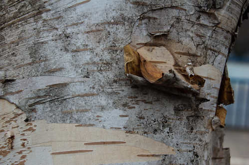 Birch trunk with paperlike peeling bark