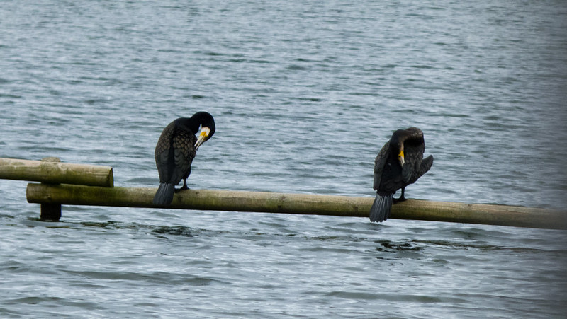 Cormorants preening, Forge Mill Pool