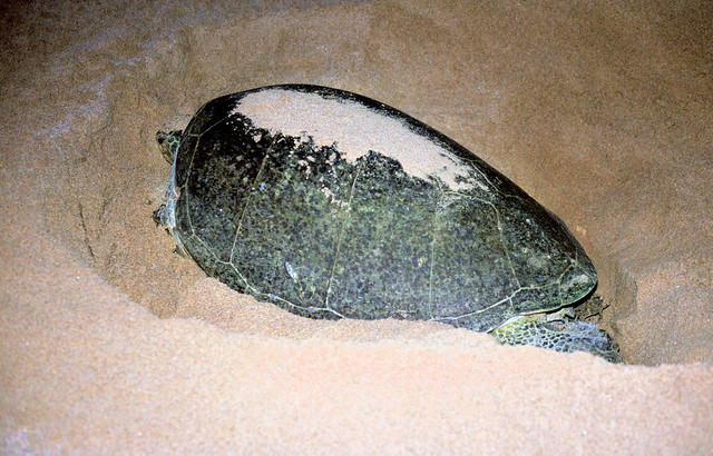 Green Turtle at Ras al Jinz