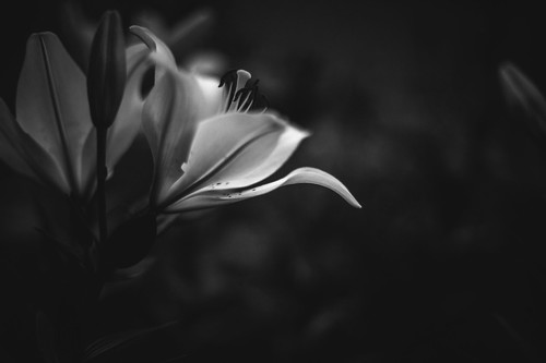 Untitled | by Jennifer MacNeill