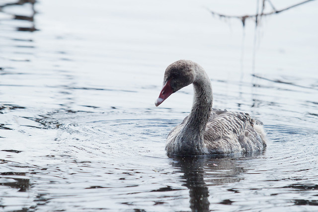 Black Swans of Myall Lake