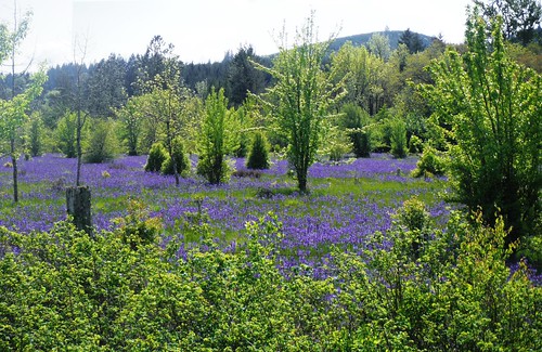 blue field bluebells oregon spring scenic meadow crocus wife springtime 2014 gaylene