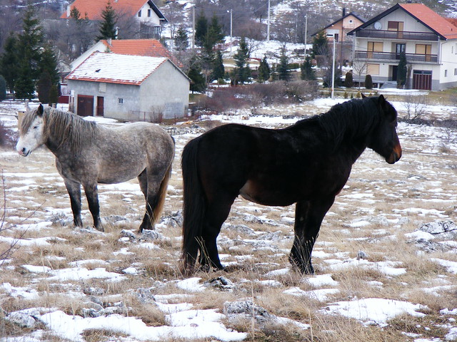 Wild Horses Livno (6)