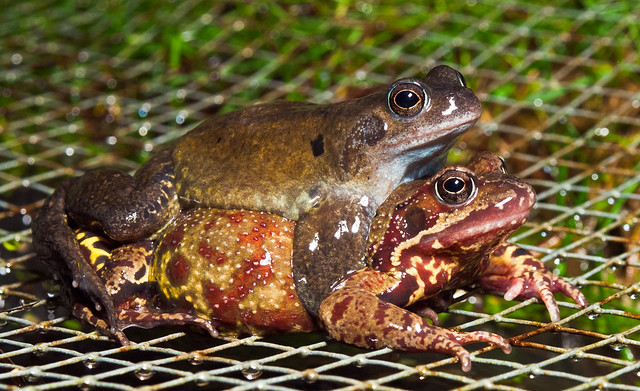 European Common frogs (Pelophylax temporia temporia) mating in my garden