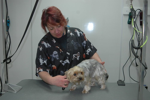 Pet Alley Dog Grooming | Susan Jones, owner and operator of … | Flickr