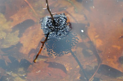 Frog eggs in the Kettle Pond vernal pool