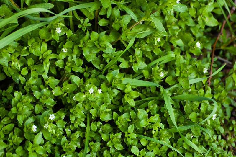 Chickweed flowering