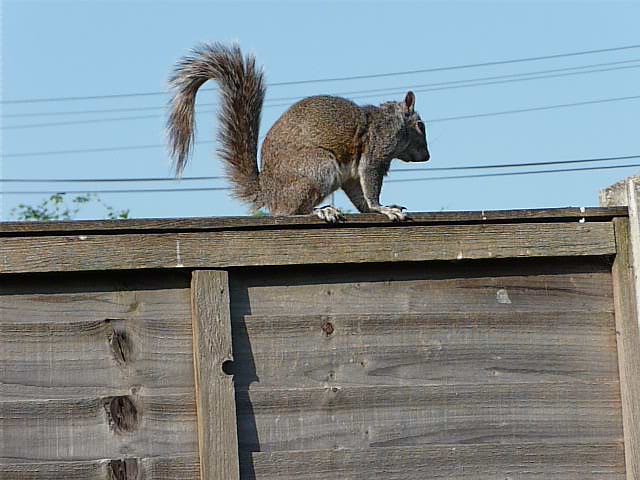 Stopping on the fence P1240135 | The grey squirrel stops for… | Flickr