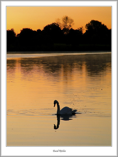 Sunrise Swan at Hogganfield
