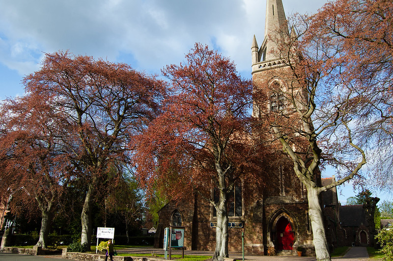 Copper beech