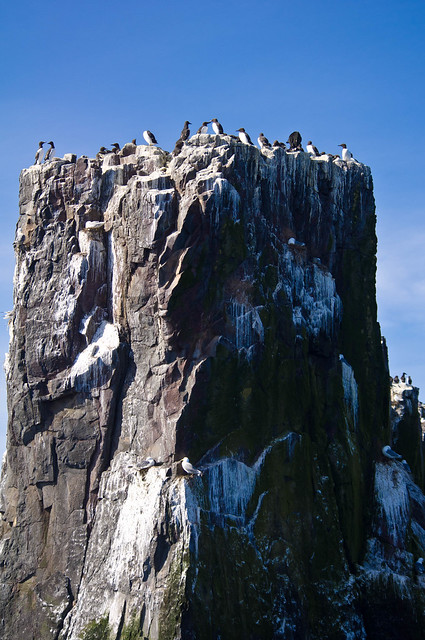 Farne Islands birds