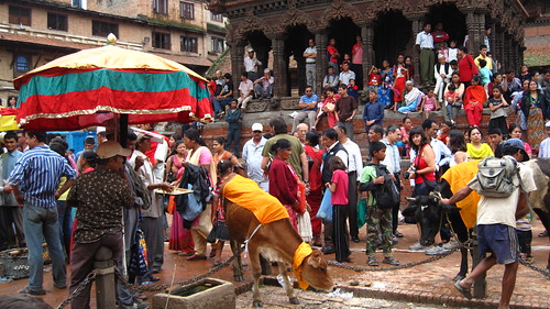 Cow festival- Gai jatra in Lalitpur Nepal | by oomanoj