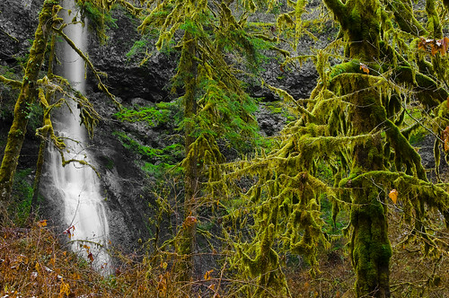 travel trees winter light snow cold nature water colors beauty leaves rain rock oregon reflections landscape outdoors waterfall moss cool rainforest scenery shadows silverton hiking branches seasonal calming hike adventure trail waterfalls messy pacificnorthwest lichen difficult lush silverfallsstatepark ferns deciduous documentation snowfall pnw slippery moisture soothing plunge waterscape trailview meltingsnow trailhead informer covering marioncounty jusjus winterfalls wintercreek jri secondvisit meganfox riceman justinrice nikond90 trailoftenfalls northernoregon riceimages molallariverwatershed jriswaterfallchasin eljusty winterwaterfallseason sexywaterfall nakedwaterfall obstructedfalls cascaderegion challengingcapture